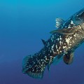 coelacanth