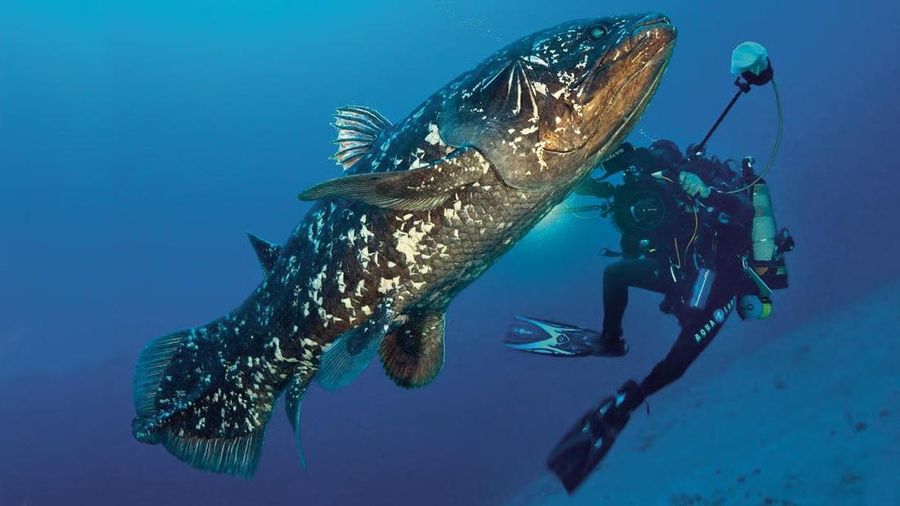 coelacanth