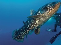 coelacanth