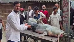 Ikan Misterius Muncul Usai Banjir Bandang Nepal, Warga Dilarang Menyantapnya 