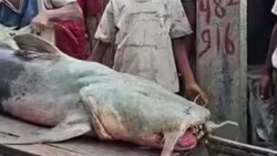 Ikan Jejadian Bermunculan Usai Banjir Nepal, Warga Dilarang Makan
