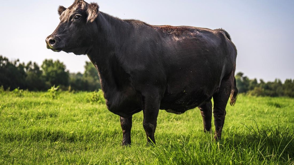 Sapi Ini Pecahkan Rekor Terjual Rp 7,4 Miliar, Pemilik Sedih