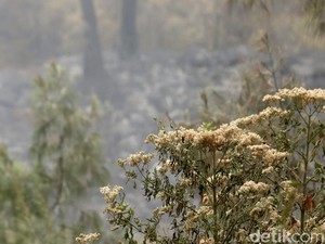 Kondisi Terkini Karhutla Gunung Ijen, Hari Ini Tak Ada Water Bombing