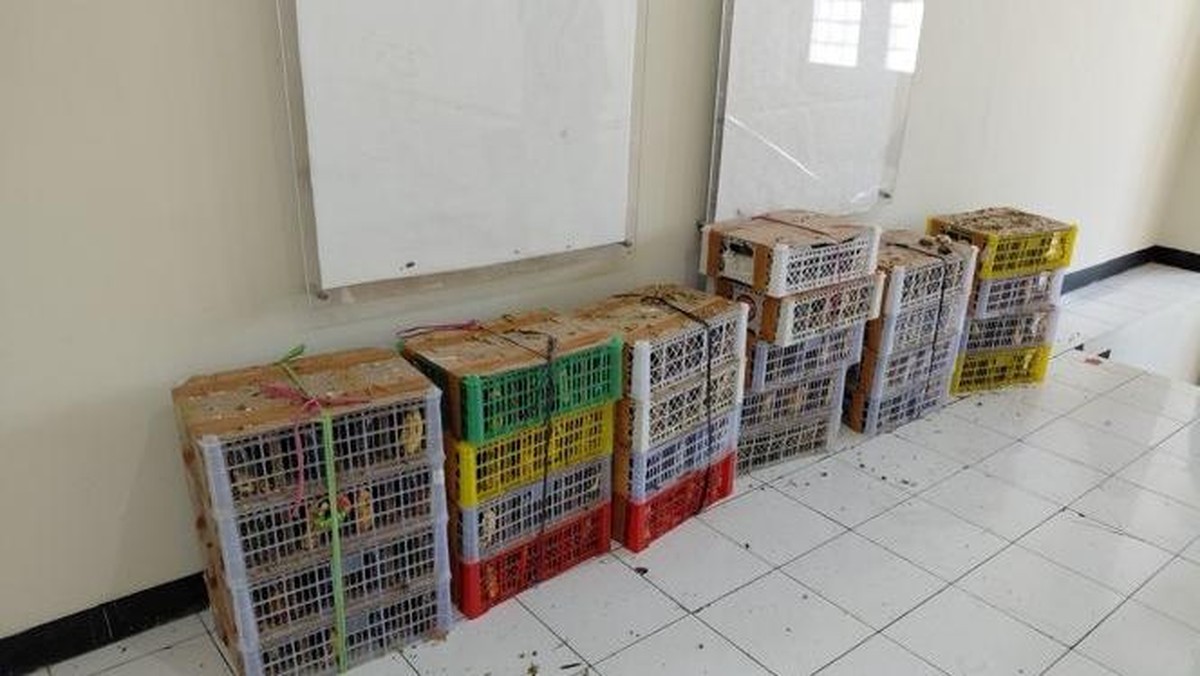 Kronologi Pedagang Mi Pelaku COD Burung Ditangkap Malam-Malam