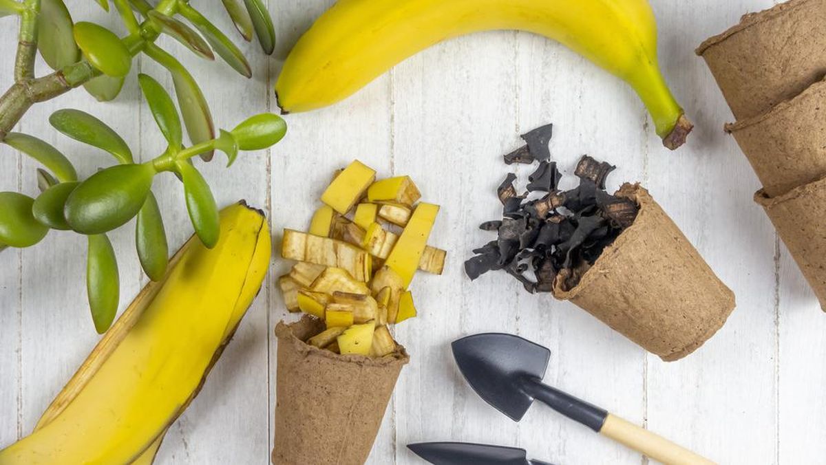 3 Cara Cerdas Manfaatkan Kulit Pisang, Jangan Buru-buru Dibuang!