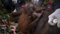 9 Orang Utan Jadi Korban Karhutla Ketapang, yang Terakhir Dievakuasi Ingusan
