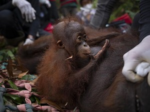 9 Orang Utan Jadi Korban Karhutla Ketapang, yang Terakhir Dievakuasi Ingusan