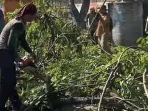 Warga Sidoarjo Bisa Laporkan Pohon Rawan Tumbang, Pengeprasan Gratis!