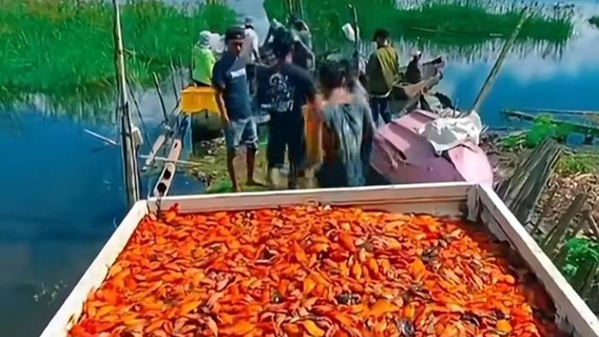 Dianggap Hama, Ikan Setan Merah di Danau Batur Tetap Berharga