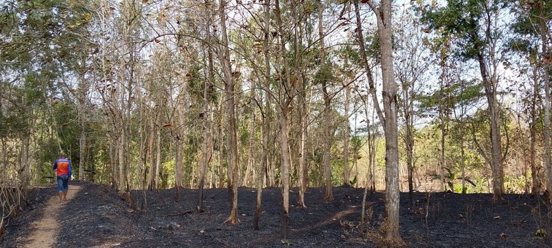 Kebakaran Hutan Terus Rambah Hutan-Lahan RI Saat El Nino Sangat Kuat. (Dok BPBD)