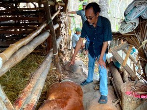 Munculnya Dugaan Sapi Mati Misterius di Gunungkidul Akibat Ulah Sekelompok Orang