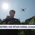 Suhu Ekstrem, Kini Petani Korsel Dijaga Drone