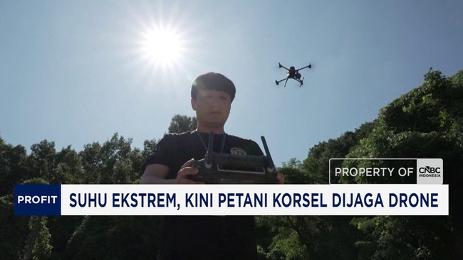 Video: Suhu Ekstrem, Kini Petani Korsel Dijaga Drone