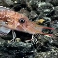 Armored searobin atau pepatung. (Tangkapan Layar Youtube/NOAA)