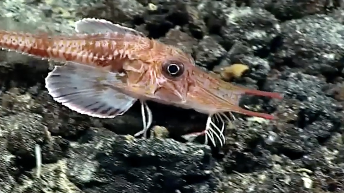 Fenomena Unik, Spesies Ikan Asal Tiongkok Tertangkap Kamera Berjalan di Daratan