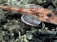 Armored searobin atau pepatung. (Tangkapan Layar Youtube/NOAA)