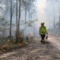 Harry Mortensen, seorang petugas pemadam kebakaran musiman dari Forestry Corporation New South Wales, membawa obor tetes saat melakukan pembakaran untuk pengurangan risiko kebakaran di Hutan Negara Bagian Uffington dekat Clarence Town, Australia, pad
