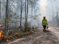 Harry Mortensen, seorang petugas pemadam kebakaran musiman dari Forestry Corporation New South Wales, membawa obor tetes saat melakukan pembakaran untuk pengurangan risiko kebakaran di Hutan Negara Bagian Uffington dekat Clarence Town, Australia, pad