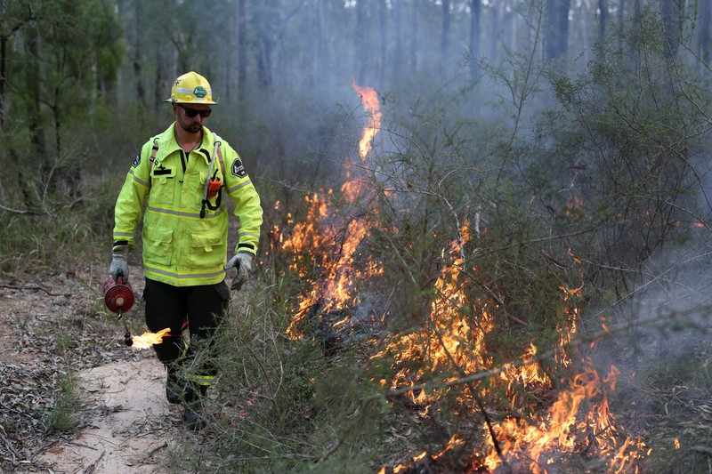Harry Mortensen, seorang petugas pemadam kebakaran musiman dari Forestry Corporation New South Wales, membawa obor tetes saat melakukan pembakaran untuk pengurangan risiko kebakaran di Hutan Negara Bagian Uffington dekat Clarence Town, Australia, pada 7 September 2026. (REUTERS/Hollie Adams)
