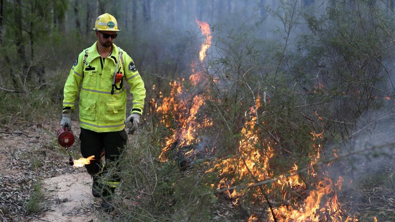 Jacob Berry, seorang petugas pemadam kebakaran musiman dari Forestry Corporation New South Wales, membawa obor tetes saat melakukan pembakaran untuk pengurangan risiko kebakaran di Hutan Negara Bagian Uffington dekat Clarence Town, Australia, pada 7 September 2026.