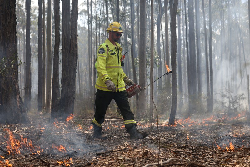 Harry Mortensen, seorang petugas pemadam kebakaran musiman dari Forestry Corporation New South Wales, membawa obor tetes saat melakukan pembakaran untuk pengurangan risiko kebakaran di Hutan Negara Bagian Uffington dekat Clarence Town, Australia, pada 7 September 2026. (REUTERS/Hollie Adams)