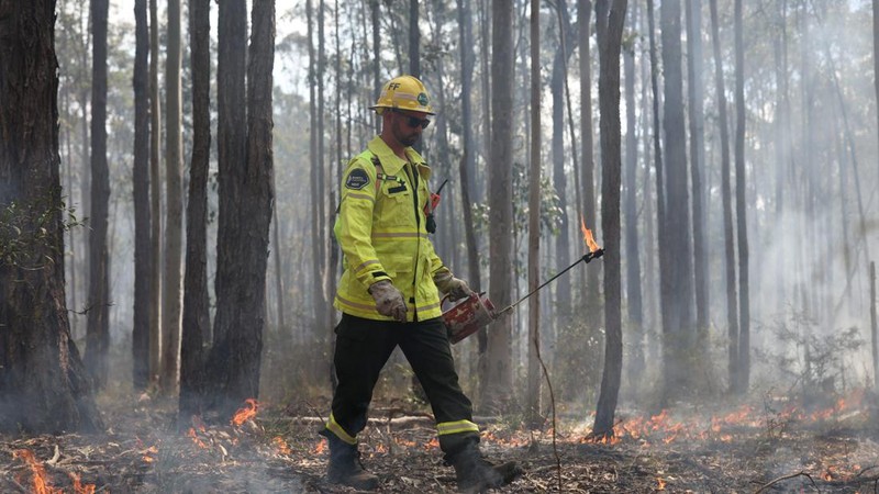 Jacob Berry, seorang petugas pemadam kebakaran musiman dari Forestry Corporation New South Wales, membawa obor tetes saat melakukan pembakaran untuk pengurangan risiko kebakaran di Hutan Negara Bagian Uffington dekat Clarence Town, Australia, pada 7 September 2026.