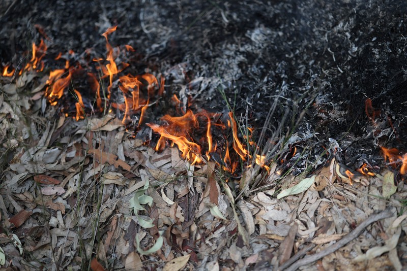 Harry Mortensen, seorang petugas pemadam kebakaran musiman dari Forestry Corporation New South Wales, membawa obor tetes saat melakukan pembakaran untuk pengurangan risiko kebakaran di Hutan Negara Bagian Uffington dekat Clarence Town, Australia, pada 7 September 2026. (REUTERS/Hollie Adams)
