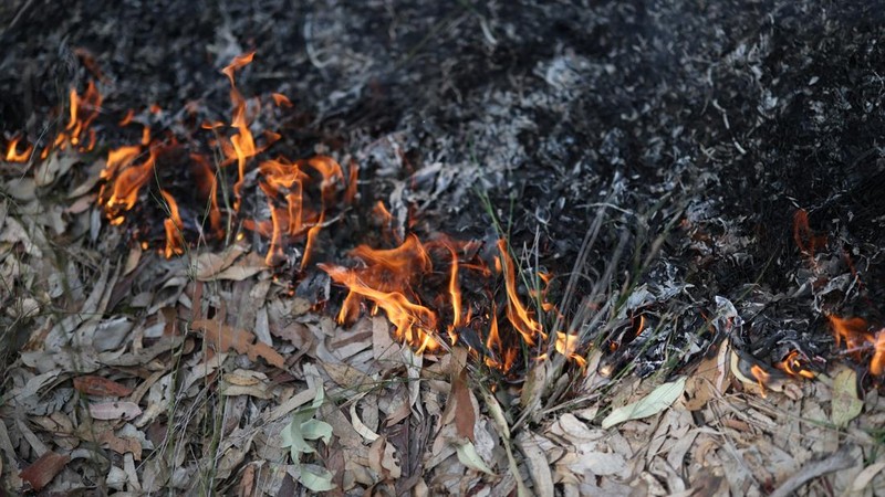 Kobaran api membakar dedaunan kering dalam kegiatan pembakaran untuk pengurangan risiko kebakaran di Hutan Negara Bagian Uffington dekat Clarence Town, Australia, pada 7 September 2026.