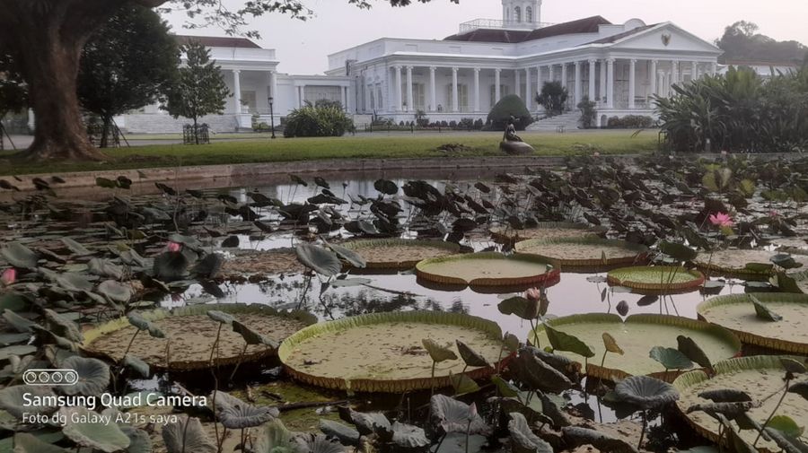 Koleksi Teratai Raksasa di Kebun Raya Bogor. (Dok Ist)
