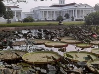 Koleksi Teratai Raksasa di Kebun Raya Bogor. (Dok Ist)
