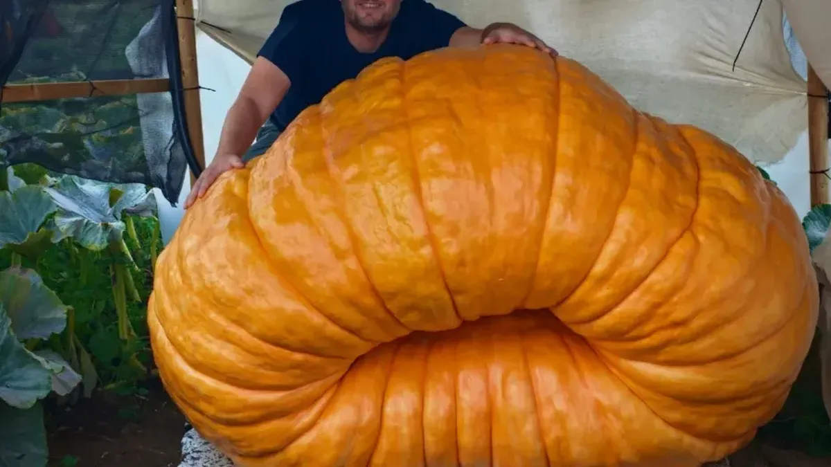 Bukan Sulap! Labu Ini Bertambah 18 Kg dalam Semalam hingga Capai 544 Kg