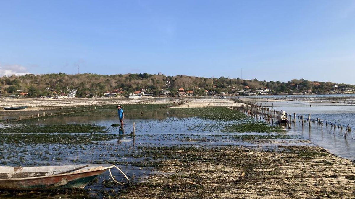 Harga Rumput Laut di Nusa Lembongan Membaik, Hasil Panen Malah Turun