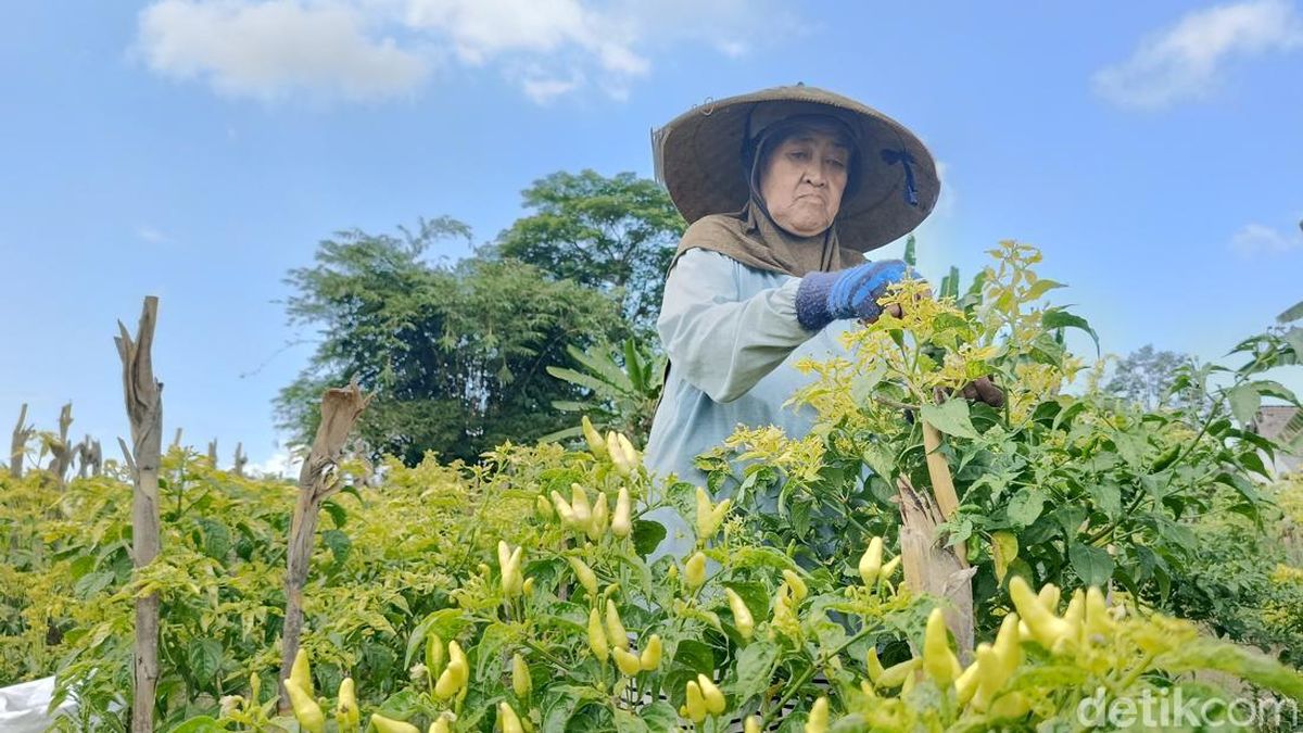Harga Cabai Naik, Petani Lumajang Bisa Raup Rp 6 Juta Sekali Panen