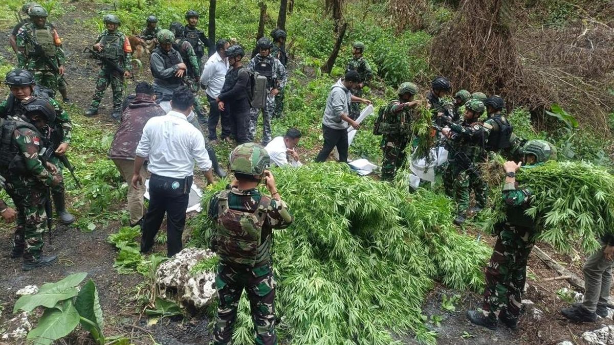 TNI Musnahkan 1.347 Batang Ganja Hasil Budidaya OPM di Pegunungan Bintang