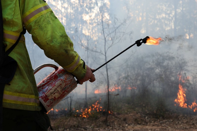 Harry Mortensen, seorang petugas pemadam kebakaran musiman dari Forestry Corporation New South Wales, membawa obor tetes saat melakukan pembakaran untuk pengurangan risiko kebakaran di Hutan Negara Bagian Uffington dekat Clarence Town, Australia, pada 7 September 2026. (REUTERS/Hollie Adams)