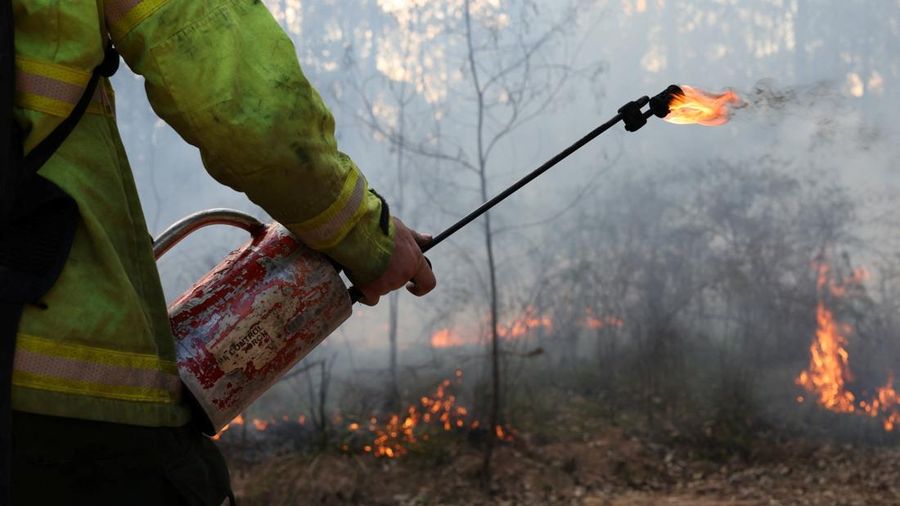 Seorang petugas pemadam kebakaran hutan memegang obor tetes saat kegiatan pembakaran untuk mengurangi risiko kebakaran di Hutan Negara Bagian Uffington dekat Clarence Town, Australia, pada 7 September 2026.
