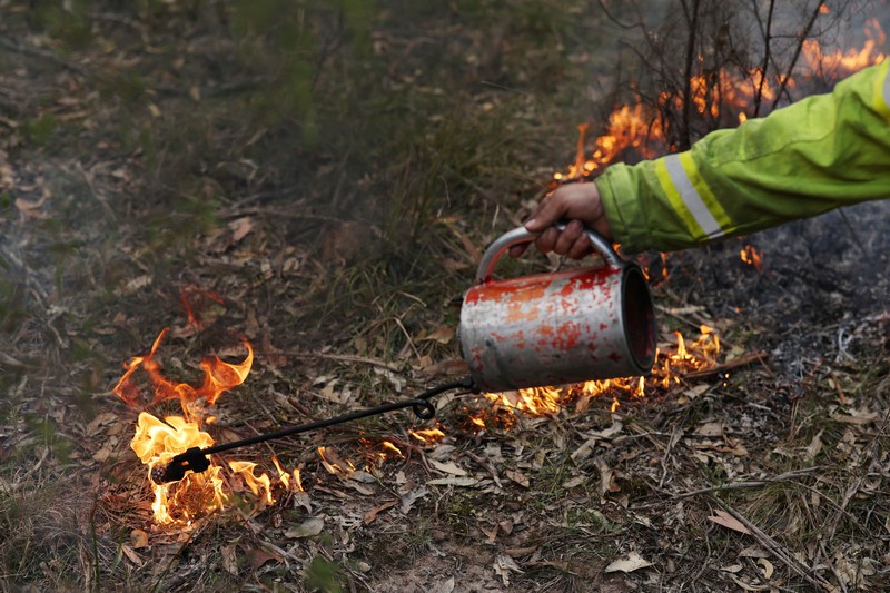 Harry Mortensen, seorang petugas pemadam kebakaran musiman dari Forestry Corporation New South Wales, membawa obor tetes saat melakukan pembakaran untuk pengurangan risiko kebakaran di Hutan Negara Bagian Uffington dekat Clarence Town, Australia, pada 7 September 2026. (REUTERS/Hollie Adams)