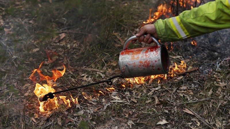 Seorang petugas pemadam kebakaran menyalakan dedaunan kering menggunakan obor tetes saat kegiatan pembakaran untuk mengurangi risiko kebakaran di Hutan Negara Bagian Uffington dekat Clarence Town, Australia, pada 7 September 2026.