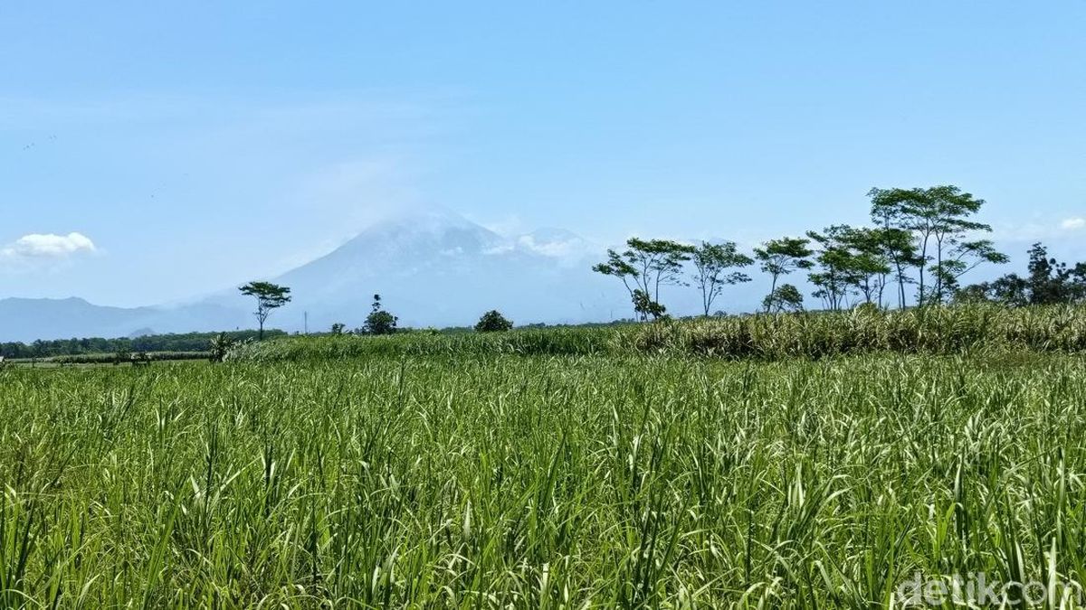 Gunung Semeru Meletus 29 Kali dalam 6 Jam