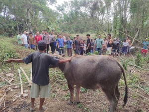 Kerbau Jatuh ke Sumur 11 Meter di Serang, Selamat Usai Dievakuasi