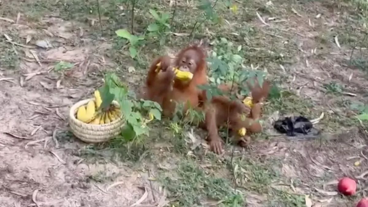7 Fakta Bayi Orang Utan Terdampar di India, Diduga Asal Sumatra