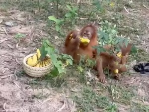 Bayi-Bayi Orang Utan Terdampar di India Segera Dipulangkan