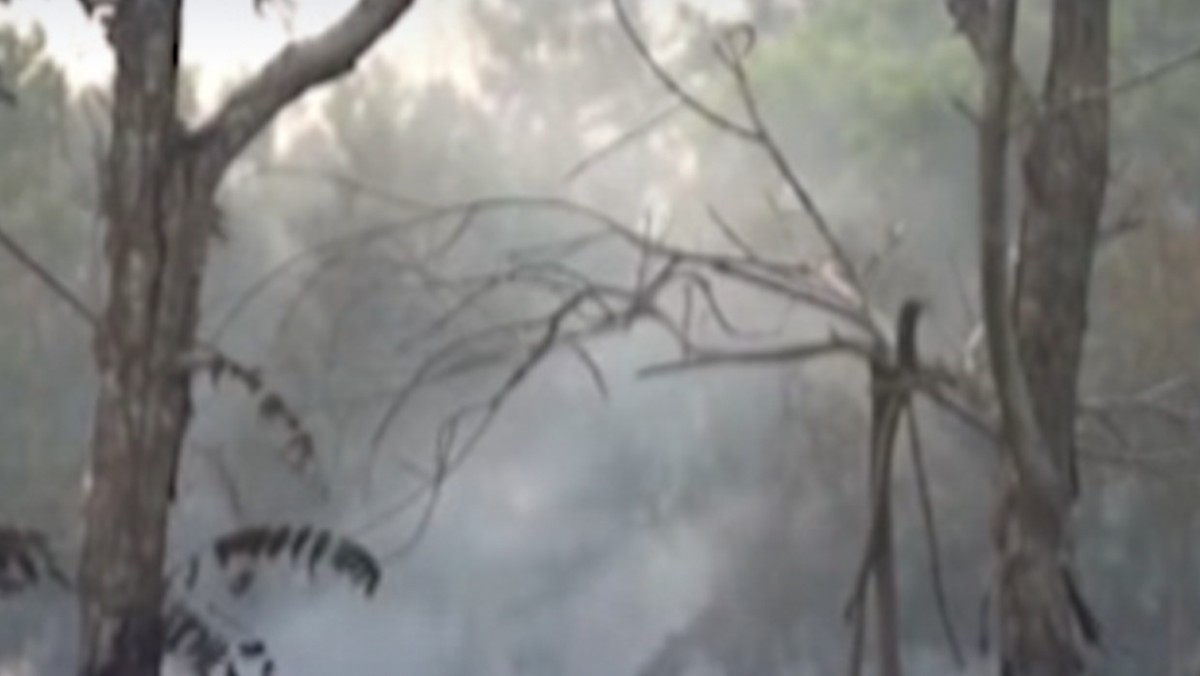 Video: Pengusaha Sawit Bantah Tuduhan Bakar Hutan Untuk Tanam Sawit