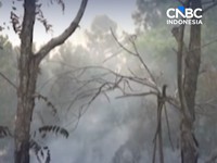Pengusaha Bantah Bakar Hutan Untuk Tanam Sawit, GAPKI: Izin Saja Belum Keluar!
