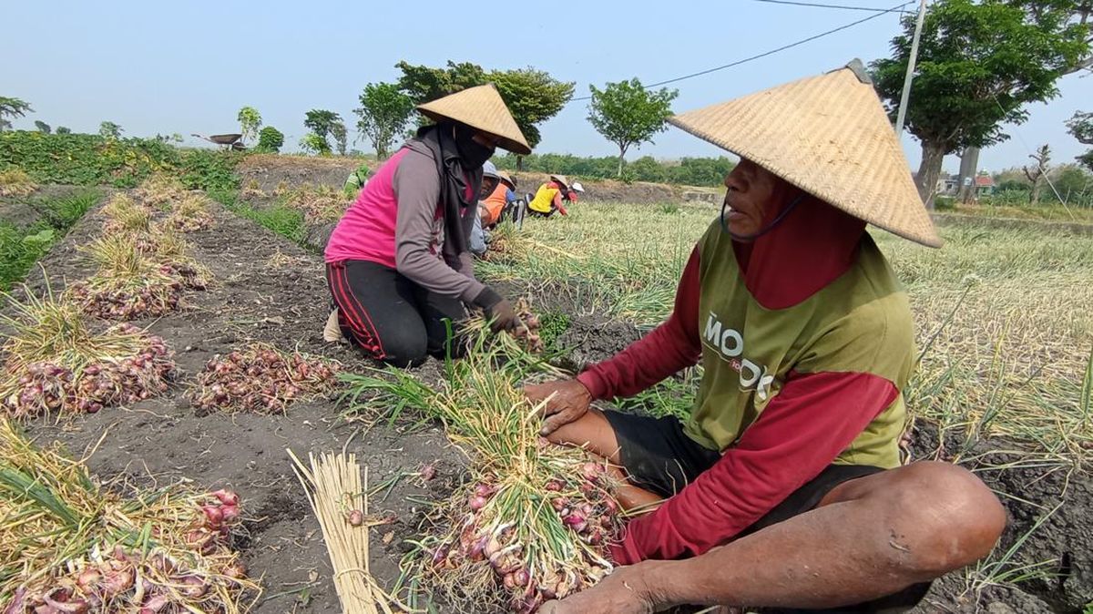 bayang Anjloknya Harga di Tengah Panen Raya Bawang Merah Nganjuk