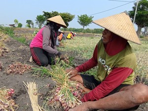 Bayang-bayang Anjloknya Harga di Tengah Panen Raya Bawang Merah Nganjuk