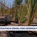 BMKG Ingatkan Puncak Kemarau, Risiko Kekeringan Meningkat