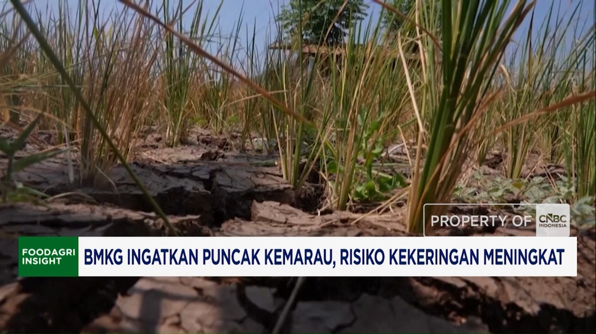 Video: BMKG Ingatkan Puncak Kemarau, Risiko Kekeringan Meningkat