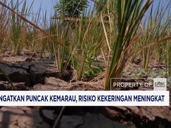 BMKG Ingatkan Puncak Kemarau, Risiko Kekeringan Meningkat