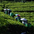 Ilustrasi kebun teh. (Dok. Pexels)